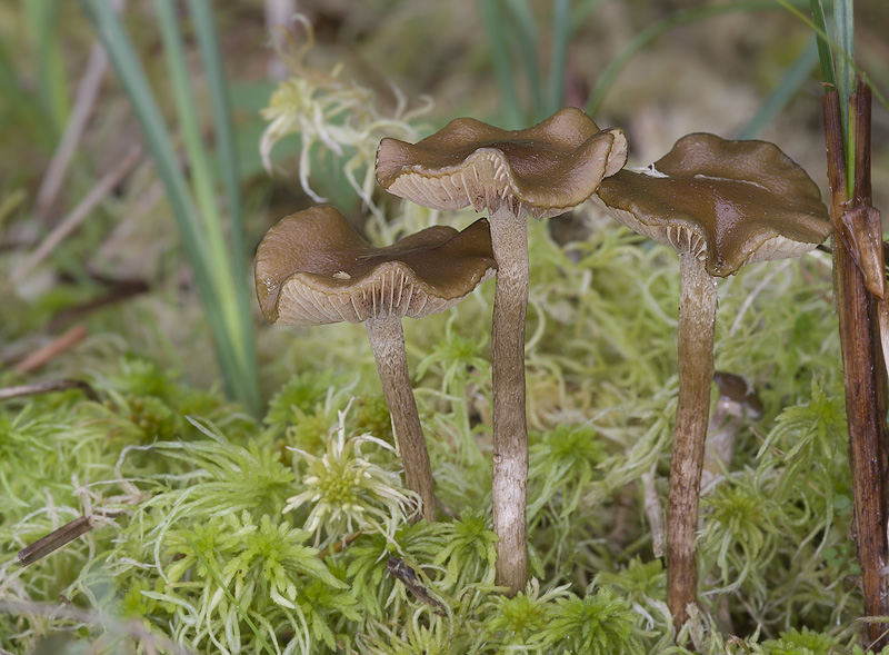 Phaeonematoloma myosotis